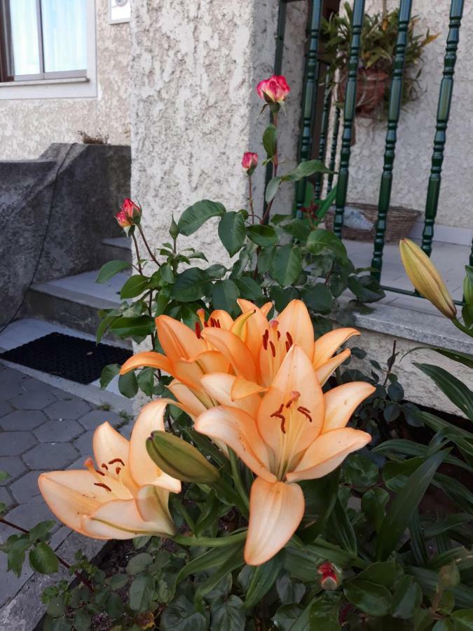 Cynda's Viseu